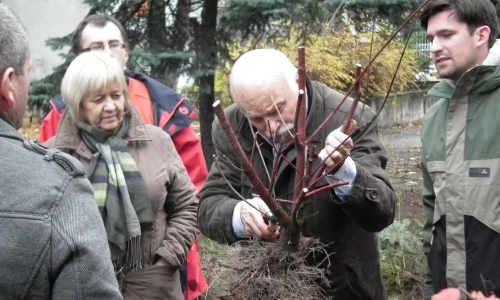 Zasady cięcia drzew i krzewów ozdobnych