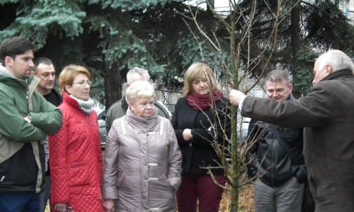 Zasady Cięcia Drzew i Krzewów Ozdobnych