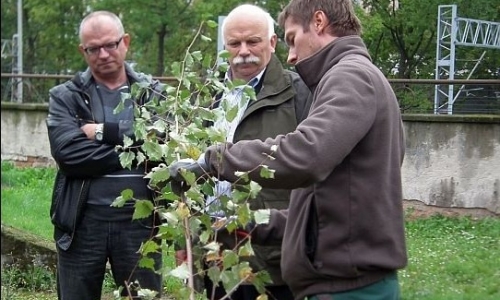 Zasady Cięcia Drzew i Krzwów Ozdobnych