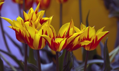 XIX Wystawa Tulipanów