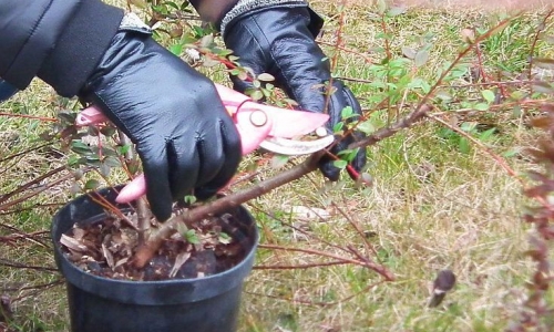 Zasady Cięcia Drzew i Krzewów Ozdobnych